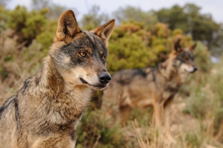 El Supremo avala la caza del lobo solo cuando no haya alternativa para evitar daños al ganado