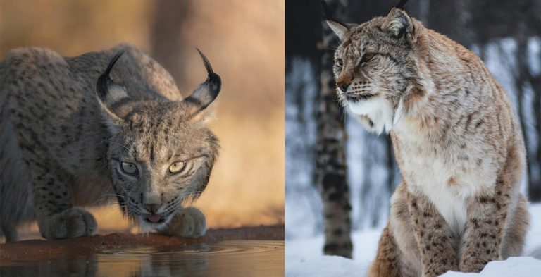 El lince ibérico y el boreal pudieron hibridarse en el norte de España hace miles de años