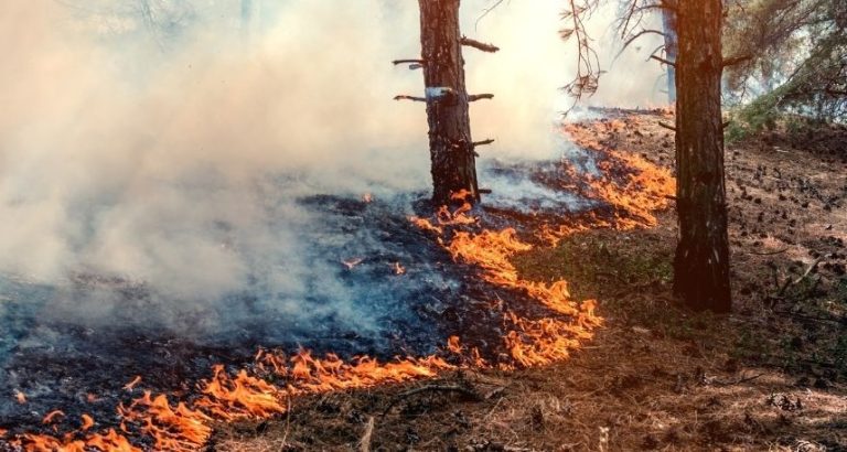 CSIF denuncia carencias en INFOCA antes del alto riesgo